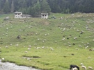 16_pecore